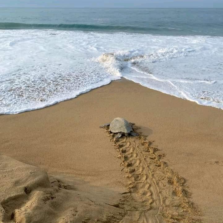 Octubre es el mes de la #tortugamarina🐢 .En #Michoacan se realizan acciones de protección a la #Tortuga en muchos de los campamentos de la #CostaMichoacana .Puedes visitar #Campamentoelhabillal para participar en la liberación de la #tortugagolfina que crece en los nidos protegidos por personal capacitado..Visita #PlayaAzul y todo Michoacán!
