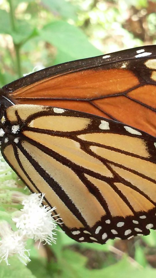 Look up to the SKY! 🦋🦋🦋 .👉 Save this post toorganize your next tour to #Morelia!www.alfredotourguide.mx alfredotourguide@gmail.comCredits: Alfredo Tour Guide/authors .🦋 Patzcuaro Lake 🦋 Monarch Butterfly______________________Para disfrutar los tours👇 .Guarda este post paraorganizar tu próxima visita!www.alfredotourguide.mx alfredotourguide@gmail.comalfredotourguide @AlfredoTGCréditos: A sus autores_________________________When visiting Morelia ask for my tours on weekends with hashtag: #AlfredoTourGuide ______________________________