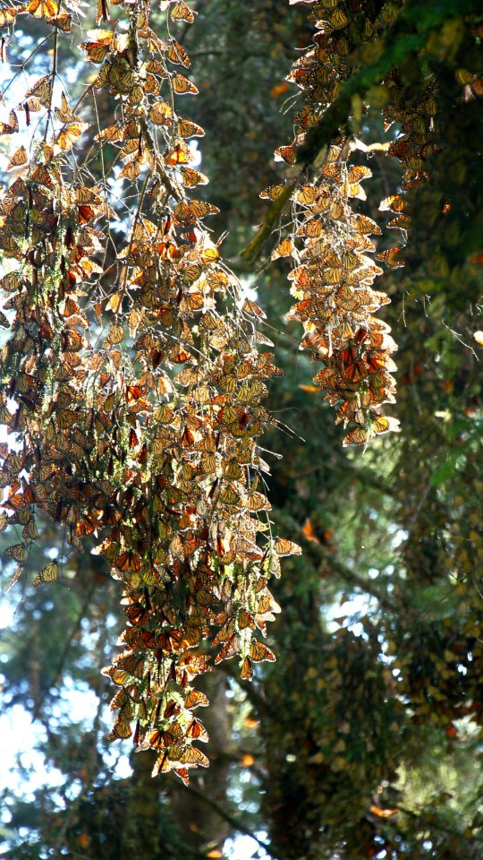 Last weeks to enjoy the real #wonderofnature in Mexico 🇲🇽 .Enjoy #gastronomytour 🇲🇽 .👉 Save this post toorganize your next tour to #Morelia!www.alfredotourguide.mx alfredotourguide@gmail.comCredits: Alfredo Tour Guide/authors .🦋 Patzcuaro Lake 🦋 Monarch Butterfly______________________Para disfrutar los tours👇 .Guarda este post paraorganizar tu próxima visita!www.alfredotourguide.mx alfredotourguide@gmail.comalfredotourguide @AlfredoTGCréditos: A sus autores_________________________When visiting Morelia ask for my tours on weekends with hashtag: #AlfredoTourGuide #exfluencer -- MIS VIDEO SON REALES --realvideos imperfect content nostalgic authenticandrealistic realcontent nomakeupcontent ______________________________