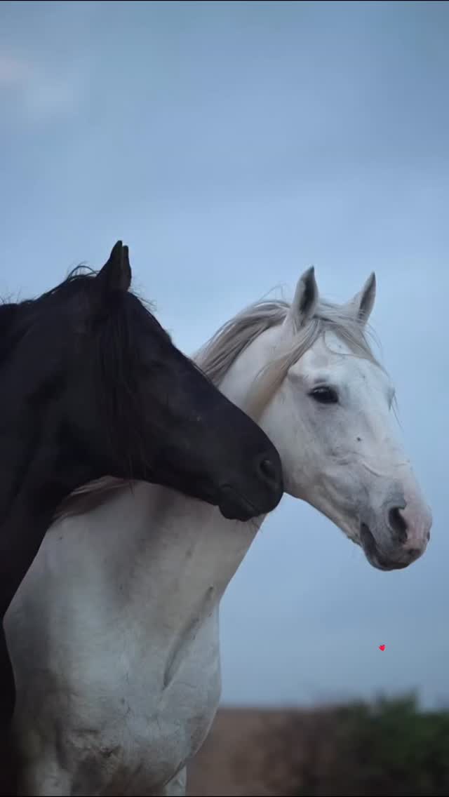 What's the plan for the weekend in Mexico? 🇲🇽 .Enjoy #gastronomytour 🇲🇽 .👉 Save this post toorganize your next tour to #Morelia!www.alfredotourguide.mx alfredotourguide@gmail.comCredits: Alfredo Tour Guide/authors .🦋 Patzcuaro Lake 🦋 Monarch Butterfly______________________Para disfrutar los tours👇 .Guarda este post paraorganizar tu próxima visita!www.alfredotourguide.mx alfredotourguide@gmail.comalfredotourguide @AlfredoTGCréditos: A sus autores_________________________When visiting Morelia ask for my tours on weekends with hashtag: #AlfredoTourGuide #exfluencer #realvideos imperfect content nostalgic authenticandrealistic realcontent nomakeupcontent ______________________________