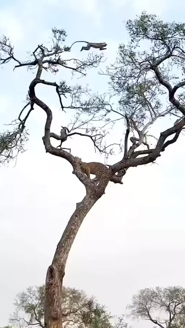 Next wintertime is time to watch nature in Mexico 🇲🇽 #monarchbutterflytour .👉 Save this post toorganize your next tour to #Morelia!www.alfredotourguide.mx alfredotourguide@gmail.comCredits: Alfredo Tour Guide/authors .🦋 Patzcuaro Lake 🦋 Monarch Butterfly______________________Para disfrutar los tours👇 .Guarda este post paraorganizar tu próxima visita!www.alfredotourguide.mx alfredotourguide@gmail.comalfredotourguide @AlfredoTGCréditos: A sus autores_________________________When visiting Morelia ask for my tours on weekends with hashtag: #AlfredoTourGuide #exfluencer #realvideos imperfect content nostalgic authenticandrealistic realcontent nomakeupcontent