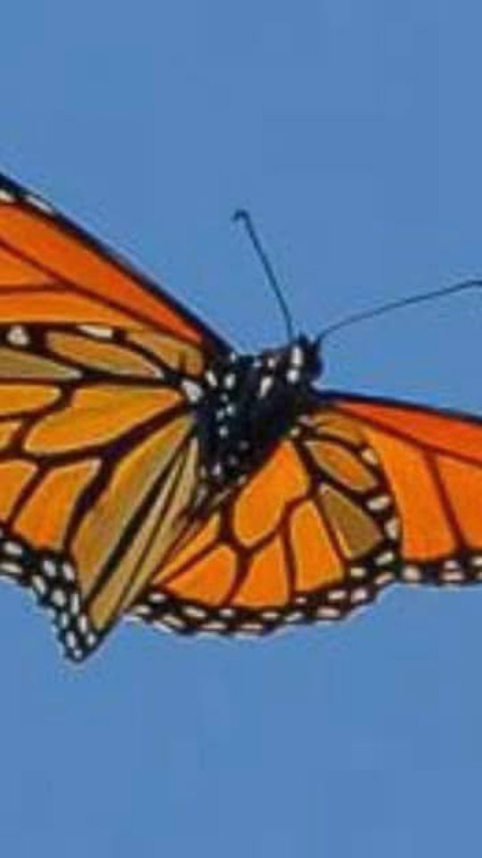 The miracle of #metamorphosis 🦋 .Enjoy the #monarchbutterflytour 🇲🇽 .👉 Save this post toorganize your next tour to Morelia!www.alfredotourguide.mx alfredotourguide@gmail.comCredits: Alfredo Tour Guide/authors .🦋 Patzcuaro Lake 🦋 Monarch Butterfly______________________Para disfrutar los tours👇 .Guarda este post paraorganizar tu próxima visita!www.alfredotourguide.mx alfredotourguide@gmail.comalfredotourguide @AlfredoTGCréditos: A sus autores_________________________When visiting Morelia ask for my tours on weekends with hashtag: #AlfredoTourGuide #Patzcuaro  realcontent Lakes ______________________________